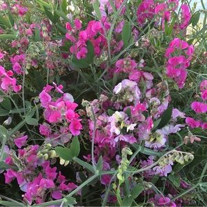 Meet your Posher, Nat